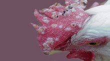Fowl Pox