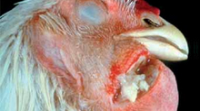 Fowl Cholera