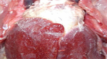 Visceral Gout