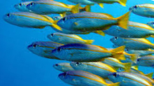 Phytoplankton