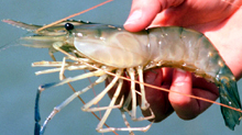Protozoan diseases